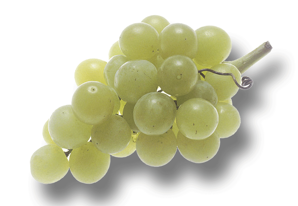 uvas