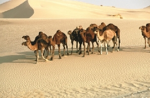 Camels